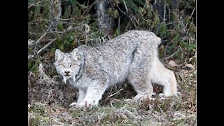 Canadian Lynx