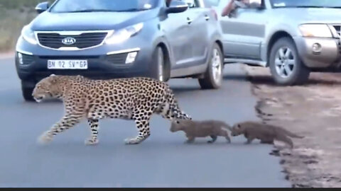 The new life of the leopard family