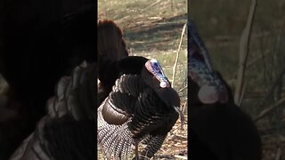 Virginia Gobbler#nature #shortsfeed #shortvideo #shorts #wildlife