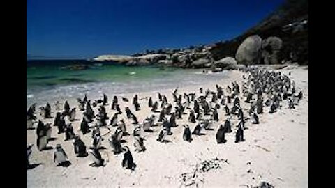 O incrivel nado dos pinguins