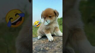 Funny Dog 😆😆😆😆 #funnyvideo #videos #dog