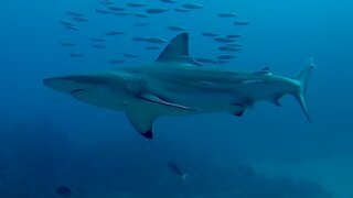 Large shark comes close to curiously inspect scuba divers