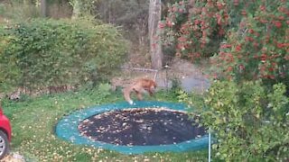 Raposa vista a saltar em trampolim na Suécia