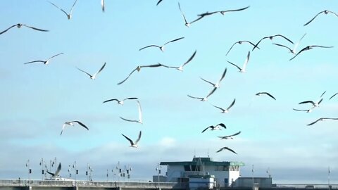 Tha birds is best bird's | Flying birds | sky flying And land flying birds amazing | #Naturefuture