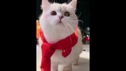 kitty #funniestvideo #cat #cutecat