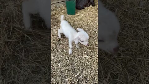 Baby Goat TV and these are fresh picked #farmlife #homesteading #cherokee #blessed #babygoats