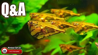Freshwater Community Aquariums are the BEST! - Q&A