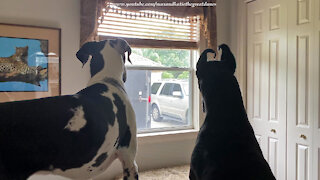 Excited Great Danes wait for their owner to come home