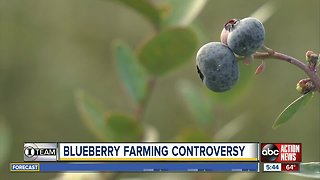 Blueberry farmers: Taxpayer-funded University of Florida helping the competition in Mexico