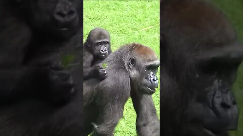 Amazing animals, cute sounds / gorilla