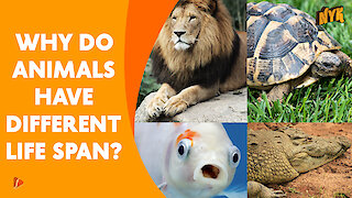 Why Do Animal Have Different Life Span *