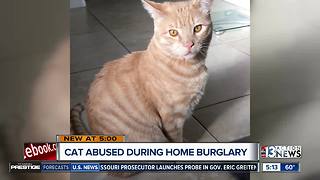 Cat attacked during home burglary