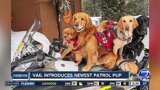 Vail introduces newest patrol pup