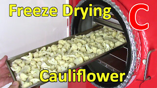 Freeze Drying and Rehydrating Cauliflower