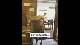 Only in Australia 🤣🤣🤣💀