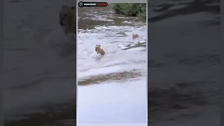 lion vs lion attack 😱 #shorts #trending