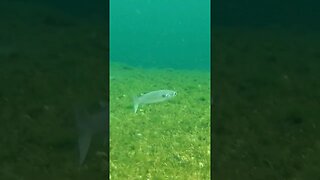 🐟 Freshwater Fish 🐟 at Wakulla Springs 04 #shorts