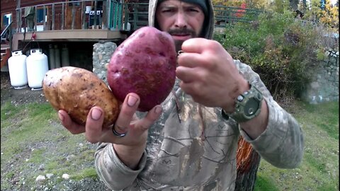 Short Last of the Lettuce and Potato Harvesting - Homestead Vegetable Garden
