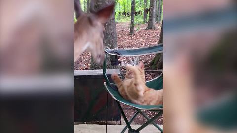 A Cat And A Deer Having Fun On A Porch