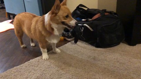 Adorable corgi flying kick