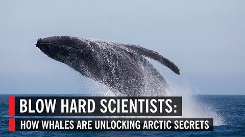 Blow Hard Scientists: How Whales Are Unlocking Arctic Secrets