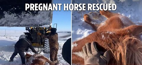 Heartwarming moment rescue team saves pregnant horse stuck in hole