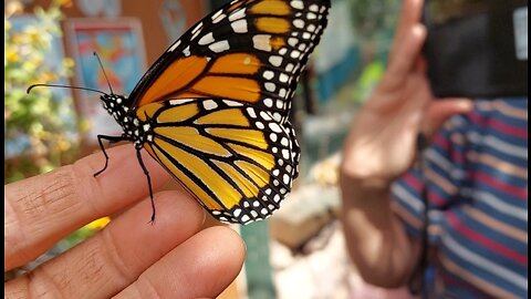 Monarch caterpillar house. a safe place for them to grow. 13