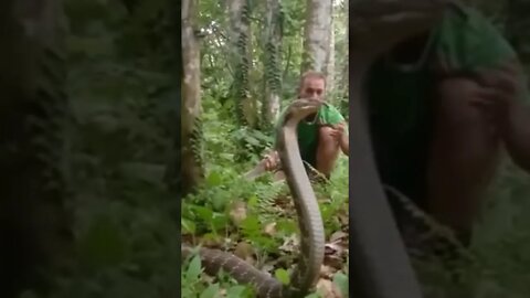 3.7 Meter KING COBRA!