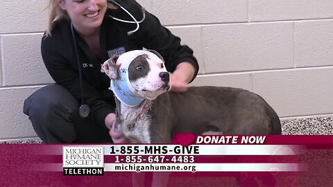 Michigan Humane Society Telethon – Meet Petey