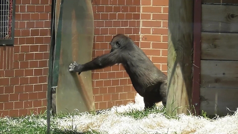 Ornery gorilla youngster gives family a hard time