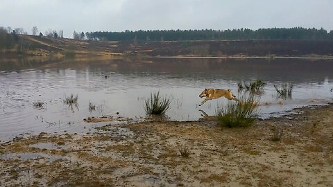 wolfdog running on water