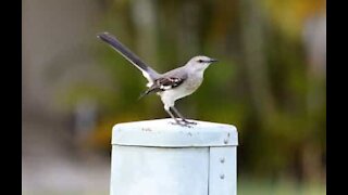 Pássaro habitante numa universidade ataca pessoas