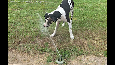 Water-loving Great Dane loves to drink from lawn sprinklers