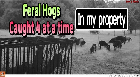 Caught 4 small feral hogs at a time with trap I made😢😢😢
