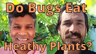 Do bugs eat healthy plants by Av Signh