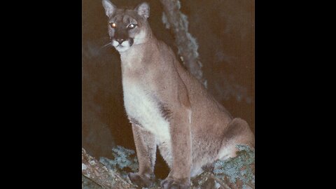 Cougar Attack!