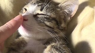 Little Cat Lets Mom Touch His Nose