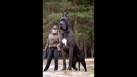 Biggest Dogs in The World Largest Dogs - Giant Dogs 2021