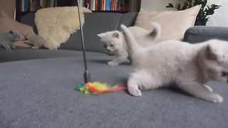 Curious kittens bewildered by new toy