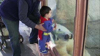 "Polar Bear Bonds with Kid Superman"