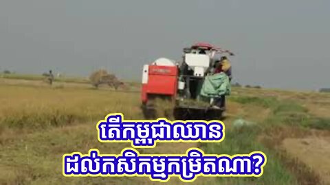 ការប្រមូលផលស្រូវ នៅកម្ពុជា| Harvesting Rice in Cambodia