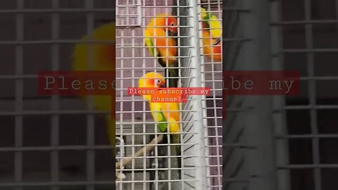 Sun Conure Family l #sunconure l @BikisAviary l #shorts