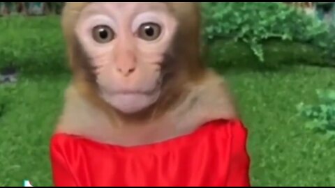 Monkey So funny Video