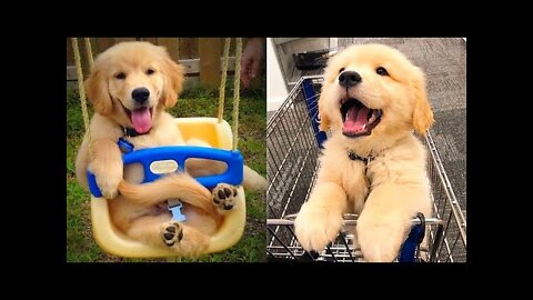 Baby Dogs - Cute and Funny Dog Videos Compilation #20 | Aww Animals