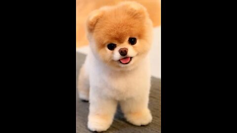 CUTE ANIMALS! CUTE ANIMALS PUPPIES 🥰