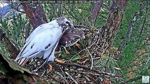 Nest Building Continues 🌲 02/26/23 10:32