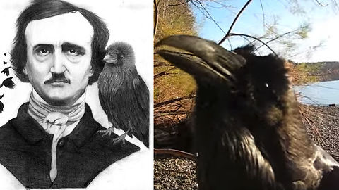 Watch This Talking Raven Put On A Creepy Show