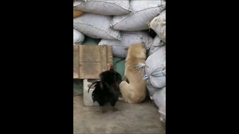 Chicken vs dog Funny Fight