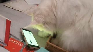 Cat chases mouse ... in a smart phone!