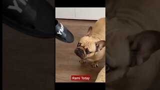 Funny Pets shorts